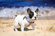 French bulldog puppy playing on the beach