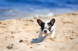 French bulldog puppy running on the beach