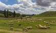 Herd of Andalusian sheep