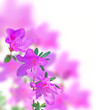 pink azaleas blooming flowers close up with blurred background