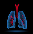 Lungs