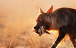 Brown hyena with bat-eared fox in mouth