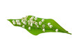 Leaf and Flowers of Lily of the Valley