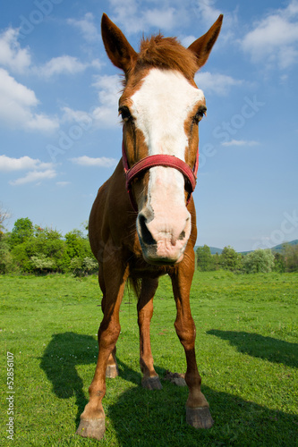 Photo: Horse Horse