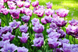 Tulips Bloom In A Park