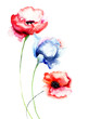 Photo: Tulips flowers Tulips flowers