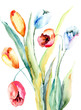 Photo: Spring Tulips flowers Spring Tulips flowers