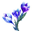Spring flowers
