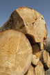 wood logs