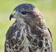 Head and Shoulders of a Buzzard (Buteo buteo)