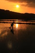 田植えと夕焼け