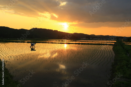 Photo: 夕日と春の水田 夕日と春の水田