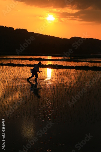Photo: 田植えと夕焼け 田植えと夕焼け