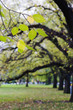 Autumn Trees