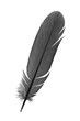 feather on a white background