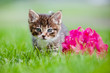 adorable kitten with a flower