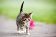 adorable little kitten walking outdoors