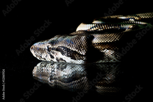 Photo: Python snake reptile close-up macro portrait on black Python snake reptile close-up macro portrait on black