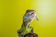 Portrait of beautiful water dragon lizard reptile sitting on a b