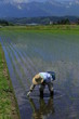 水田の手植え