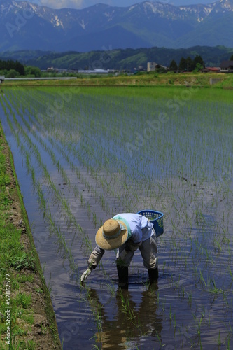 Photo: 水田の手植え 水田の手植え
