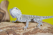 Close up portrait of babies reptile lizards bearded dragons