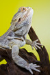 Bearded dragon reptile lizard on a branch on green yellow blurre