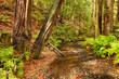 The forest in the morning