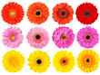 Collection of Fresh Gerbera Flowers Isolated on White