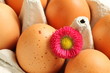 frische Eier mit rotem Gänseblümchen