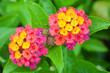 Foto: Lantana camara Lantana camara
