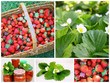 montage de fraises