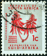 Kafferboom flower (Erythrina caffra) (South Africa 1961)