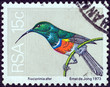Greater double-collared sunbird (South Africa 1974)