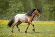 Appaloosa foal runs trot on the field