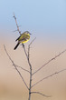 Foto: Schafstelze, Western Yellow Wagtail, Motacilla flava Schafstelze, Western Yellow Wagtail, Motacilla flava