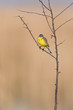 Foto: Schafstelze, Western Yellow Wagtail, Motacilla flava Schafstelze, Western Yellow Wagtail, Motacilla flava