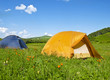 Tents on a blossoming meadow