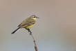 Foto: Schafstelze, Western Yellow Wagtail, Motacilla flava Schafstelze, Western Yellow Wagtail, Motacilla flava