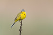 Foto: Schafstelze, Western Yellow Wagtail, Motacilla flava Schafstelze, Western Yellow Wagtail, Motacilla flava