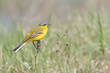 Foto: Schafstelze, Western Yellow Wagtail, Motacilla flava Schafstelze, Western Yellow Wagtail, Motacilla flava