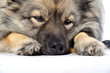 Hund Nase Portrait