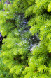Fir-tree bush