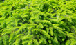 Fir-tree bush
