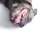 Dog rolling over and playing dead