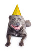 New year dog with party hat