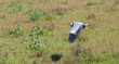 Great Grey Heron (Ardea cinerea)