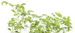 Small Seedlings isolated on white