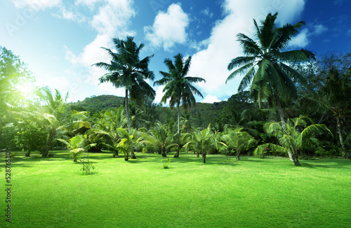 Photo: field of grass and coconut palms on Praslin island, Seychelles field of grass and coconut palms on Praslin island, Seychelles