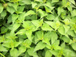 The Young Leaves Of A Neetle